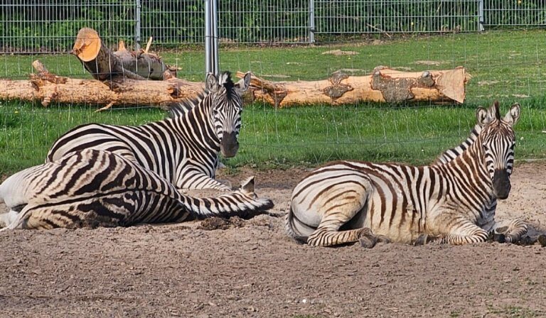 Foto: tierpark-kruezen.de/